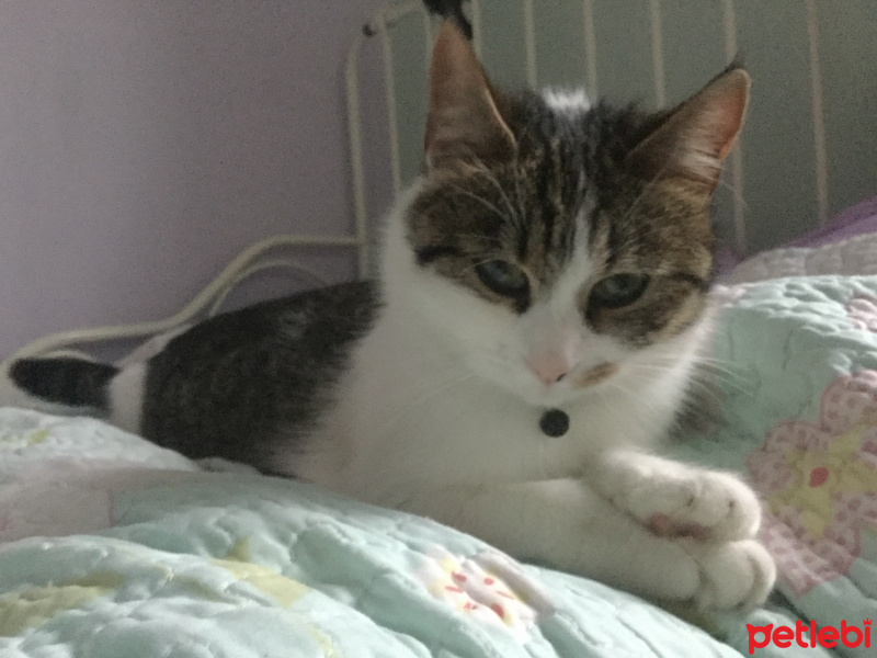 Tekir Kedi, Kedi  Pinpon fotoğrafı