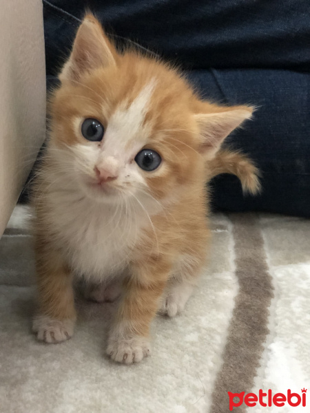 Tekir Kedi, Kedi  Balım fotoğrafı