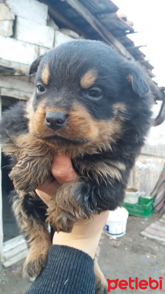 Rottweiler, Köpek  Leydi fotoğrafı