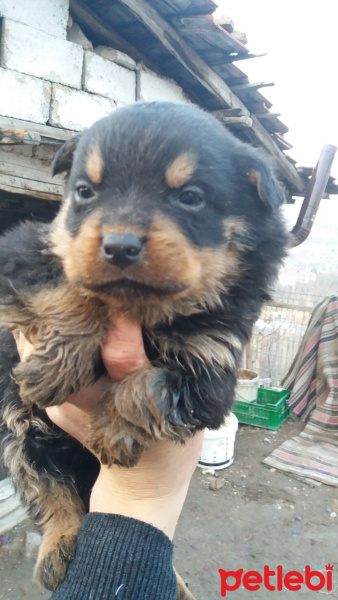 Rottweiler, Köpek  Leydi fotoğrafı