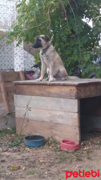 Sokö (Sokak Köpeği), Köpek  Paşa fotoğrafı