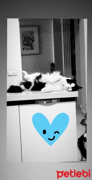 Tekir Kedi, Kedi  Safir fotoğrafı