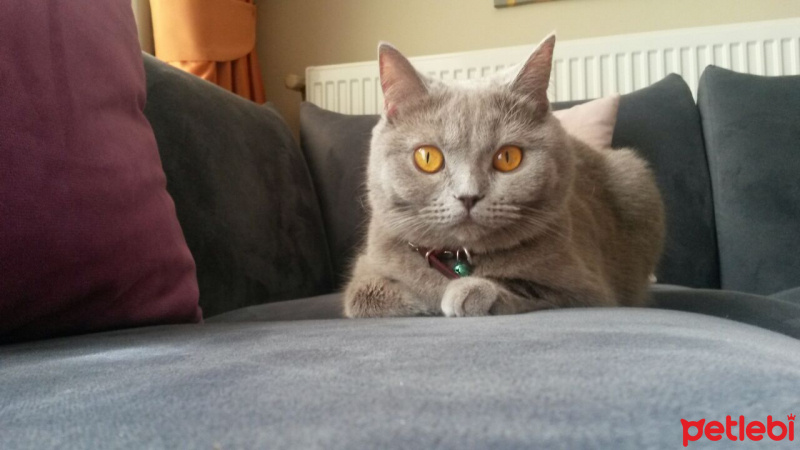 British Shorthair, Kedi  şükufe fotoğrafı