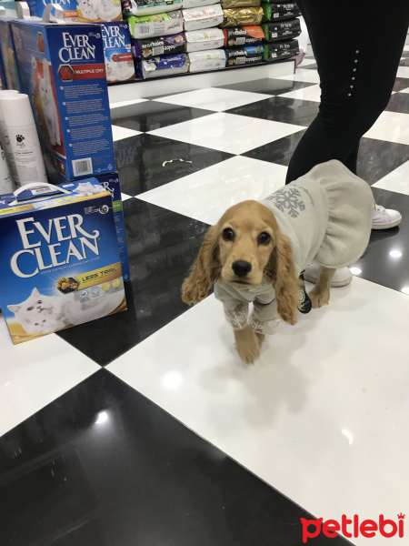 Amerikan Cocker Spaniel, Köpek  Lusy fotoğrafı