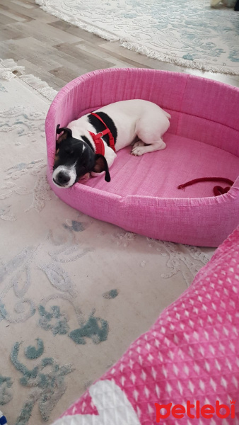 Jack Russell Terrier, Köpek  Maylo fotoğrafı