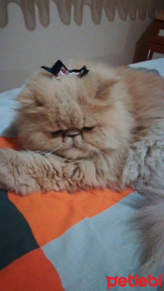 İran Kedisi (Persian), Kedi  Alice pia fotoğrafı