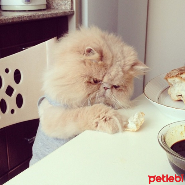 İran Kedisi (Persian), Kedi  Alice pia fotoğrafı