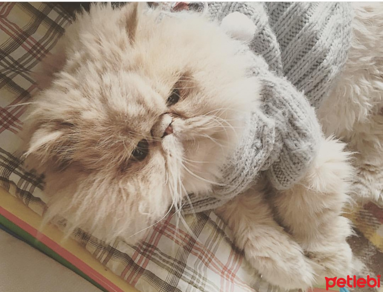 İran Kedisi (Persian), Kedi  Alice pia fotoğrafı