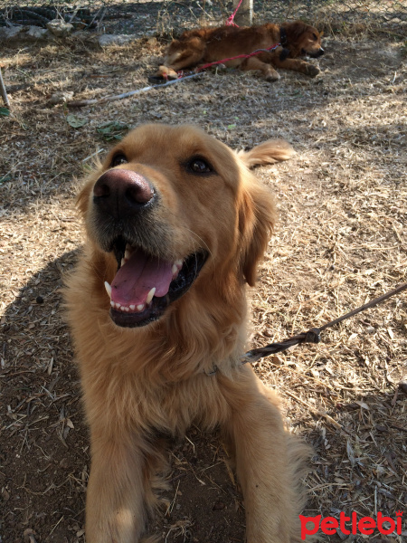 Golden Retriever, Köpek  Gazoz fotoğrafı