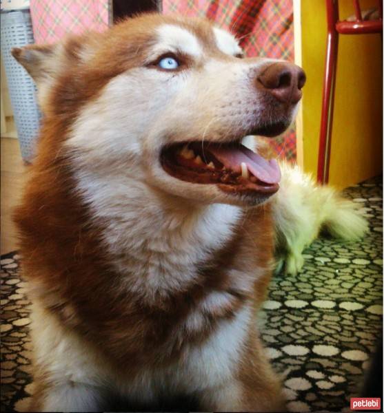 Sibirya Kurdu (Husky), Köpek  Kuzey fotoğrafı