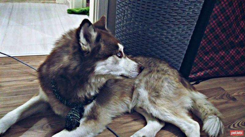 Sibirya Kurdu (Husky), Köpek  Kuzey fotoğrafı