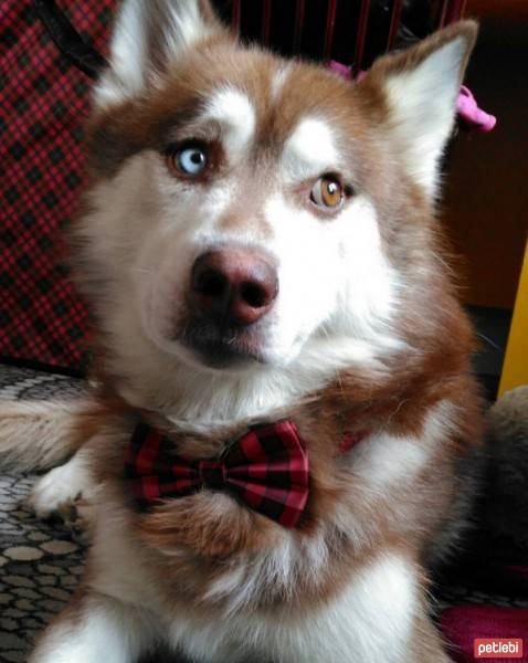 Sibirya Kurdu (Husky), Köpek  Kuzey fotoğrafı