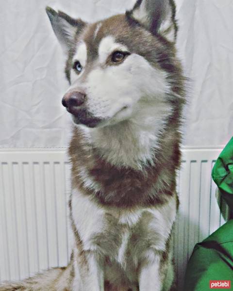 Sibirya Kurdu (Husky), Köpek  Kuzey fotoğrafı