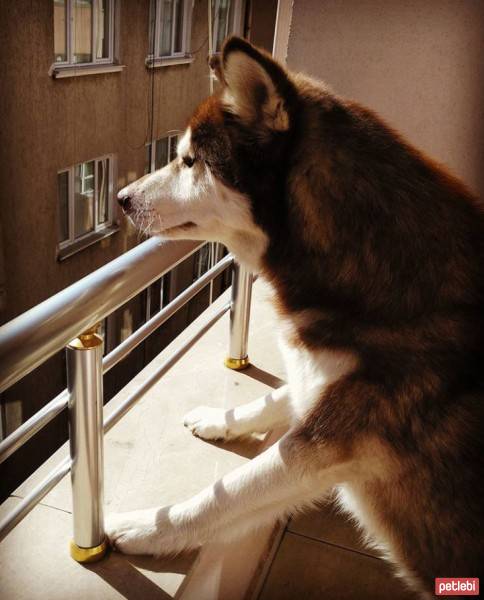 Sibirya Kurdu (Husky), Köpek  Kuzey fotoğrafı