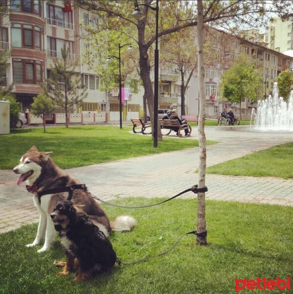 Sibirya Kurdu (Husky), Köpek  Kuzey fotoğrafı