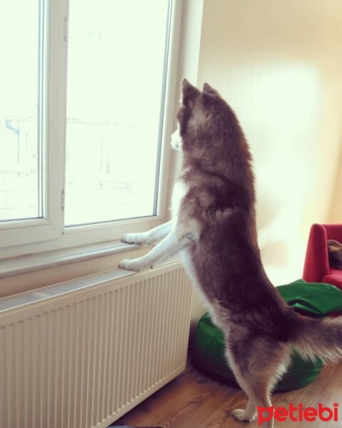 Sibirya Kurdu (Husky), Köpek  Kuzey fotoğrafı