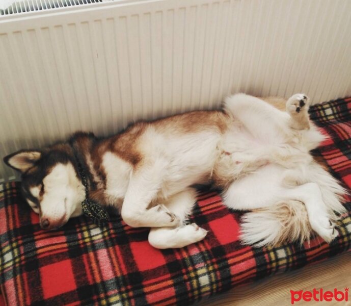 Sibirya Kurdu (Husky), Köpek  Kuzey fotoğrafı