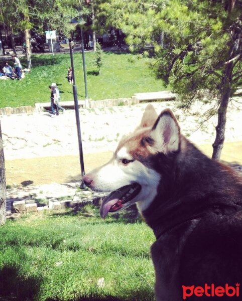 Sibirya Kurdu (Husky), Köpek  Kuzey fotoğrafı