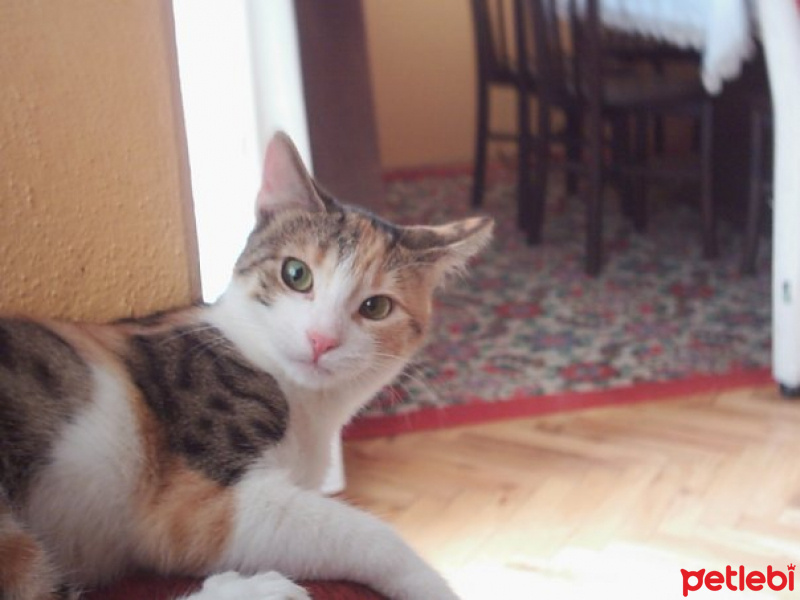 Tekir Kedi, Kedi  Ufaklık fotoğrafı