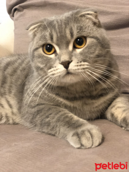 Scottish Fold, Kedi  Kulaksız fotoğrafı