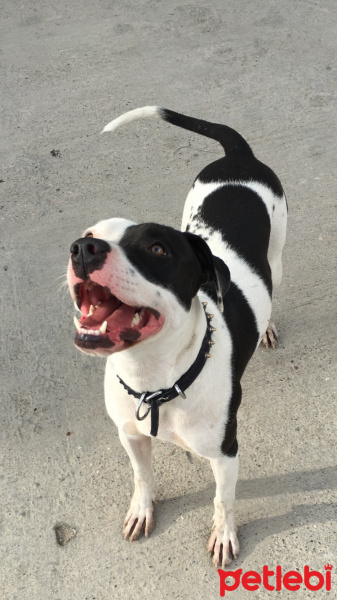 Amerikan Pitbull Terrier, Köpek  İgor fotoğrafı