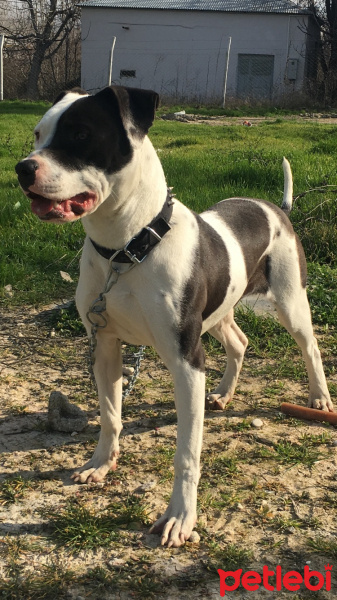 Amerikan Pitbull Terrier, Köpek  İgor fotoğrafı