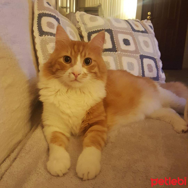 Sarman, Kedi  BENDO fotoğrafı