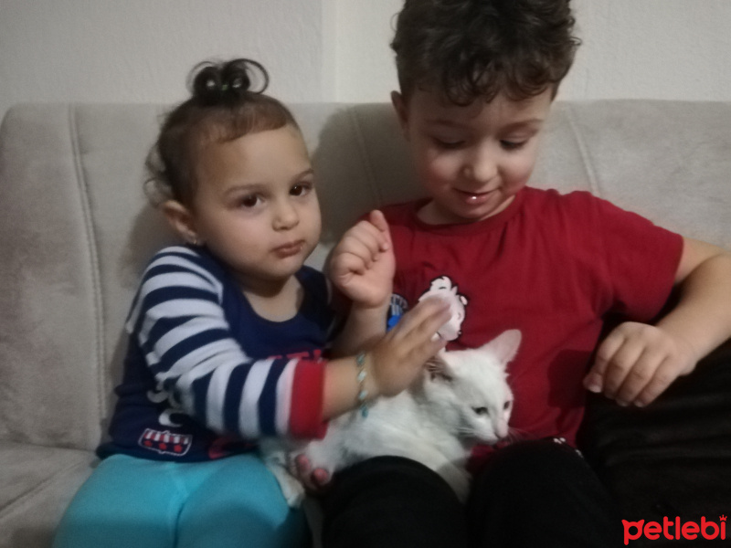 Van Kedisi, Kedi  Boncik fotoğrafı