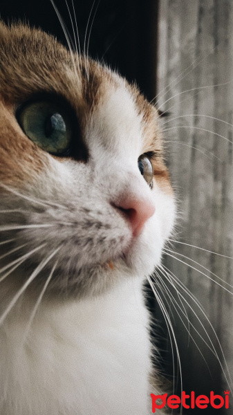 Scottish Fold, Kedi  Yamaç fotoğrafı