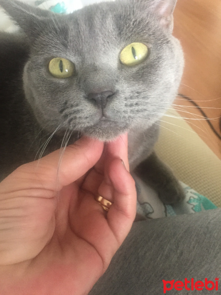 British Shorthair, Kedi  Mahir fotoğrafı