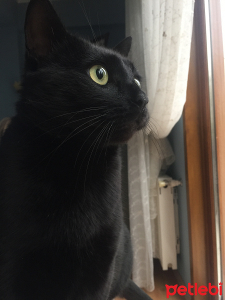 Bombay, Kedi  Karamel fotoğrafı