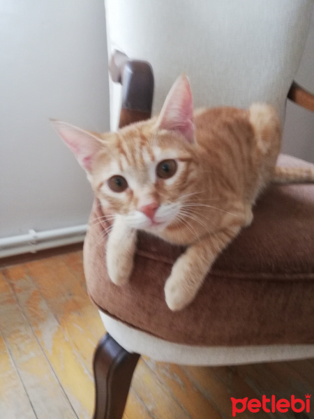 Tekir Kedi, Kedi  Brad fotoğrafı