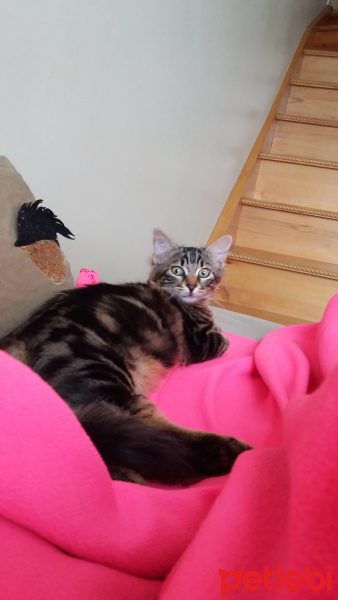 Tekir Kedi, Kedi  Duman fotoğrafı