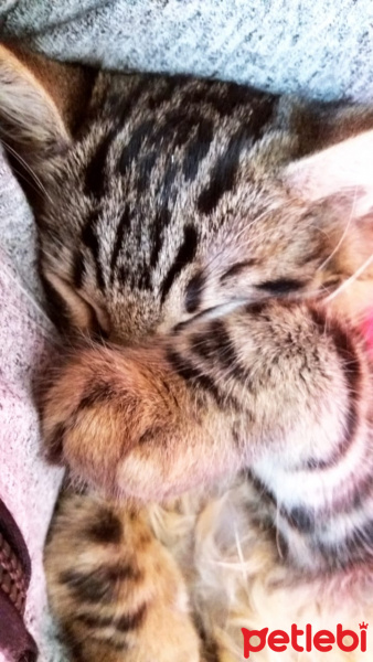 Tekir Kedi, Kedi  Duman fotoğrafı