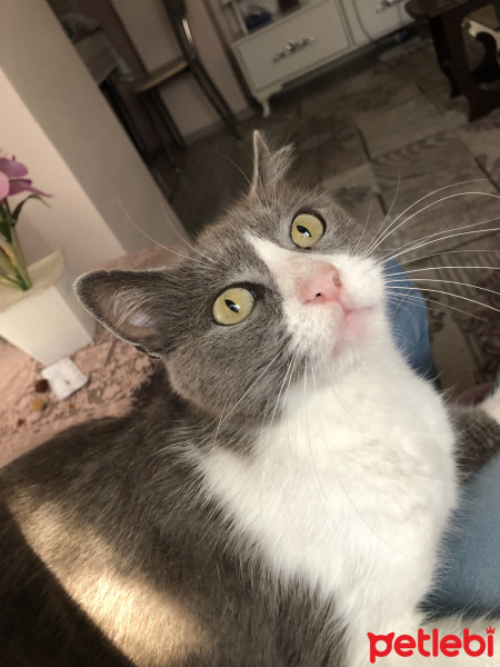 Tekir Kedi, Kedi  Kumpir fotoğrafı