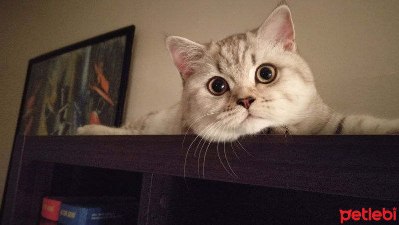 British Shorthair, Kedi  Queen fotoğrafı