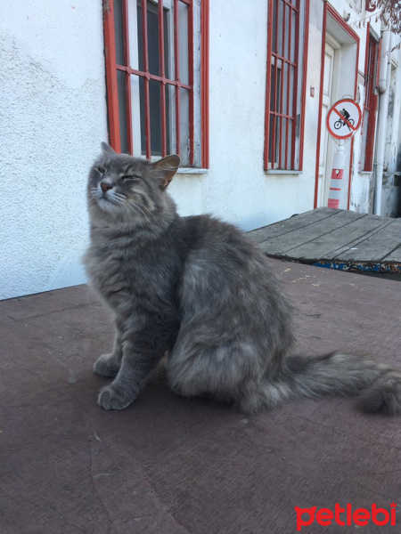 Tekir Kedi, Kedi  Şeker fotoğrafı