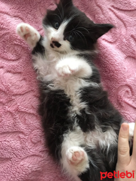 Munchkin, Kedi  Çirkin fotoğrafı