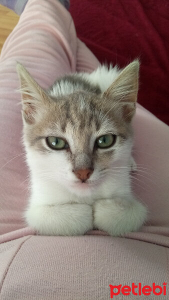 Tekir Kedi, Kedi  Boncuk fotoğrafı