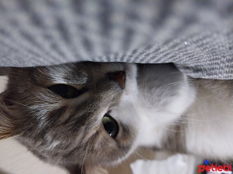 Tekir Kedi, Kedi  Boncuk fotoğrafı