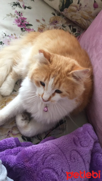 Sarman, Kedi  Peri fotoğrafı