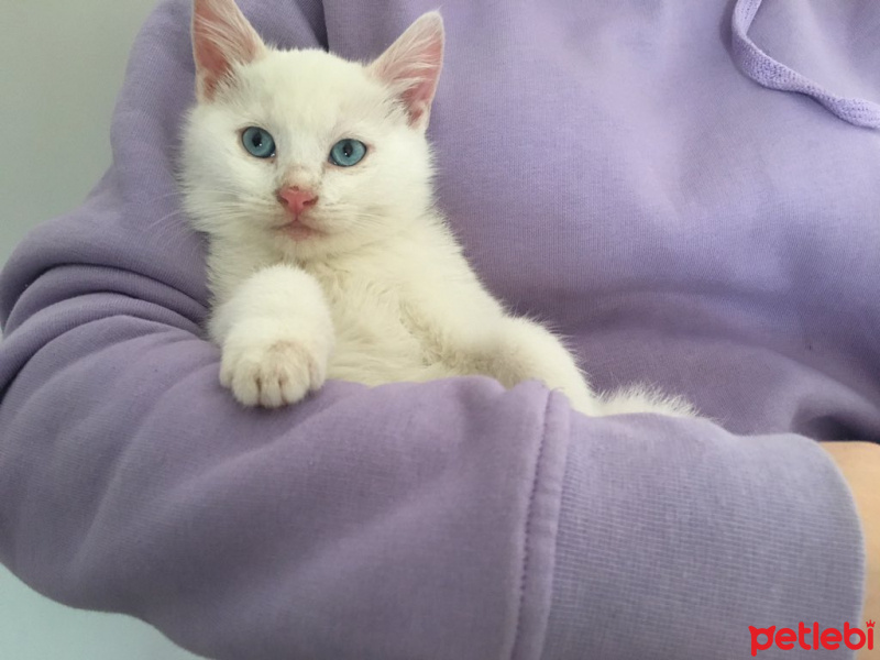 Van Kedisi, Kedi  Maviş fotoğrafı