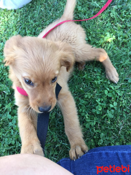 Golden Retriever, Köpek  Tarçın fotoğrafı