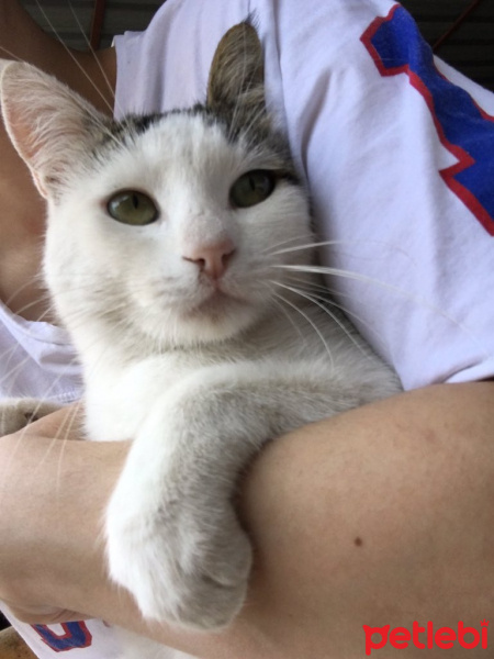 Japon Bobtail, Kedi  Nane fotoğrafı