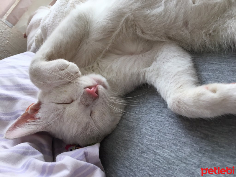 Van Kedisi, Kedi  Pamuk fotoğrafı