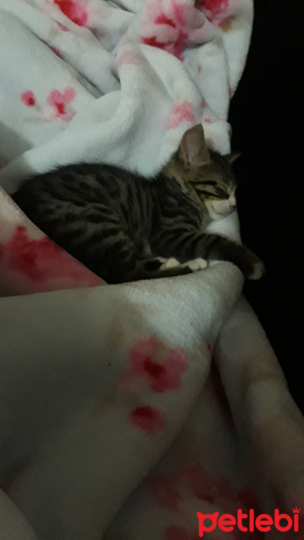 Tekir Kedi, Kedi  Boncuk fotoğrafı