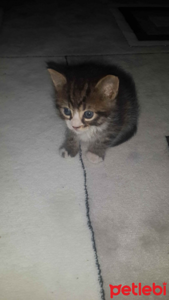 Tekir Kedi, Kedi  Boncuk fotoğrafı