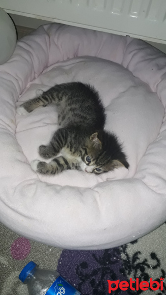 Tekir Kedi, Kedi  Boncuk fotoğrafı