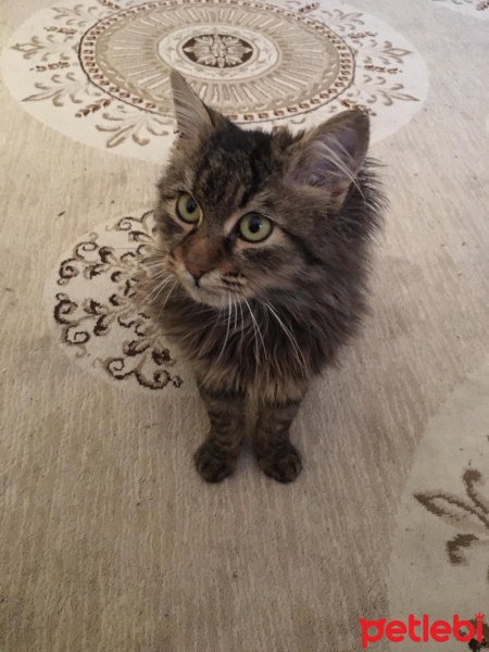 Tekir Kedi, Kedi  Kukki fotoğrafı