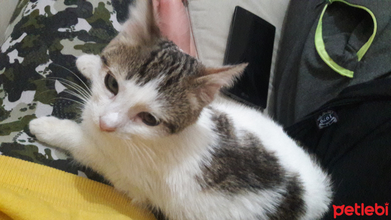 Tekir Kedi, Kedi  Mırmır fotoğrafı